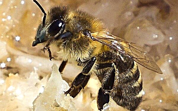 Kaj je Karnika: značilnosti in opis pasme čebel, sort, značilnosti vsebine, prednosti in slabosti, video, fotografija