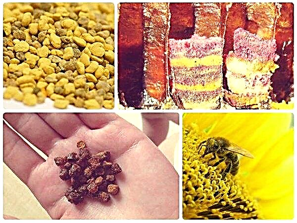 Bee pollen and pollen: what is the difference, features and description