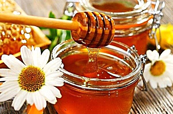 Mei honing: nuttige eigenschappen en contra-indicaties, gebruik in traditionele geneeskunde en cosmetologie