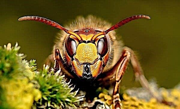 Africanized killer bee: description and features, occurrence, distribution, what is dangerous, photos, video