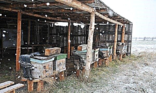Todo sobre las abejas que pasan el invierno en el granero: características, requisitos básicos, video