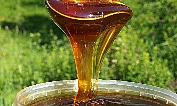 Taiga honey: useful properties and contraindications, characteristics and composition, photo