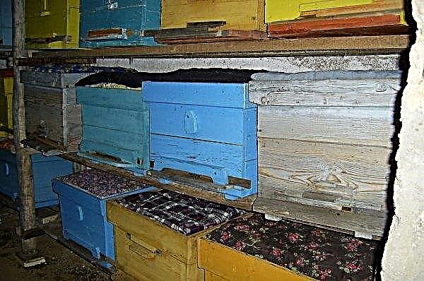 Byg et reden af ​​bier til vinteren: hvordan man korrekt danner et reden, video