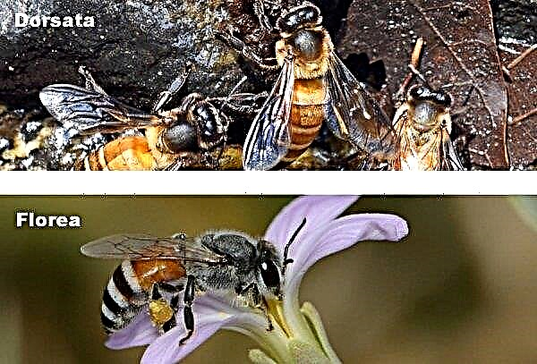 Partenogénesis en las abejas: ¿qué es la cría? Especies de individuos, reproducción por partenogénesis