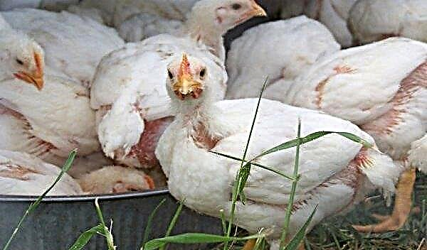 Cornish kycklingar: rasbeskrivning, foto, egenskaper, underhåll och vård