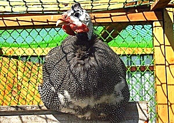 When guinea fowls begin to rush at home: after winter, for the first time