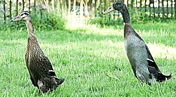 Duck Indian runner: breed description, breeding and keeping at home, photos and videos, reviews