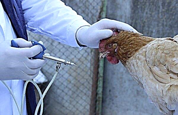 Warum niesen Hühner, keuchen, husten: wie zu behandeln, was zu tun ist, Behandlungsmethoden mit Volksheilmitteln, Video