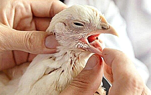 Sjukdomar i ögonen hos kycklingar: symptom och deras behandling, foto
