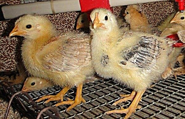 Zagorsk laksras av kyllinger: beskrivelse, foto, avl hjemme