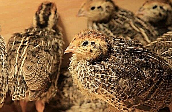 How the quail rushes when they start, how much and how often they sit on their eggs, reviews