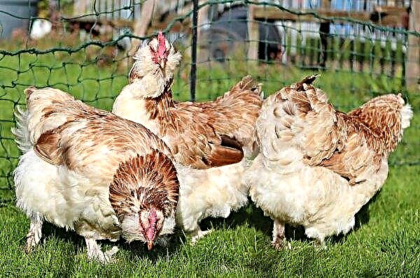 Chicken Faverole - description of the breed with photos, cultivation, reviews