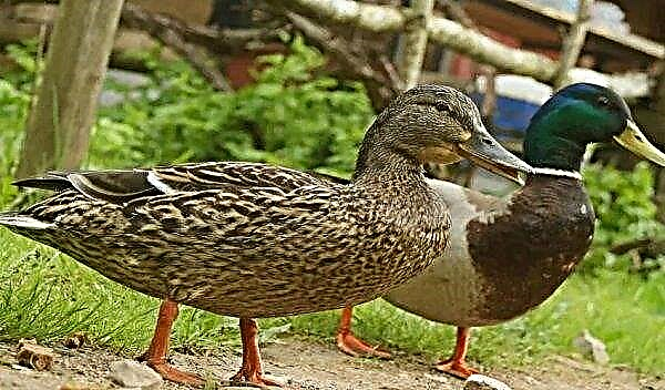 Bashkir ducks: description and characteristics, advantages and disadvantages of the breed, breeding and feeding at home, photo