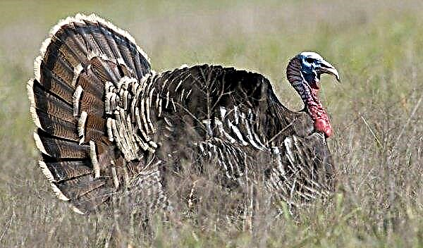 Breeding turkeys as a business - profitable or not? Business plan