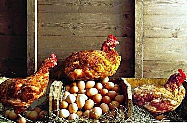 Pourquoi les poulets ne se précipitent pas ou ne se précipitent pas mal: comment trouver les raisons, que faire