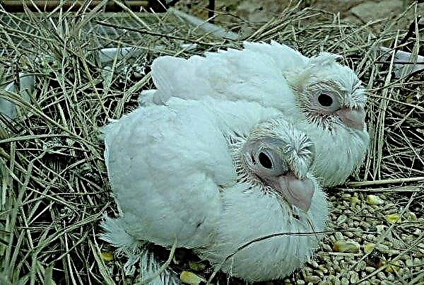Paunovi golobi: opis in značilnosti pasme, značilnosti hranjenja in hranjenja, fotografije, video