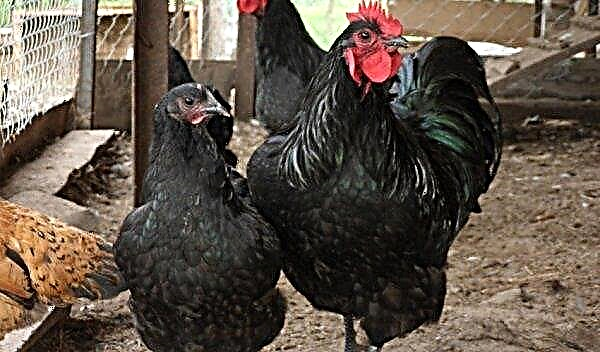 Australorp (breed of chickens): description, photo, characteristics and productivity, video, maintenance and care