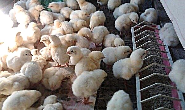 Broiler breeds: description and characteristics with photos, features of keeping and feeding, photos