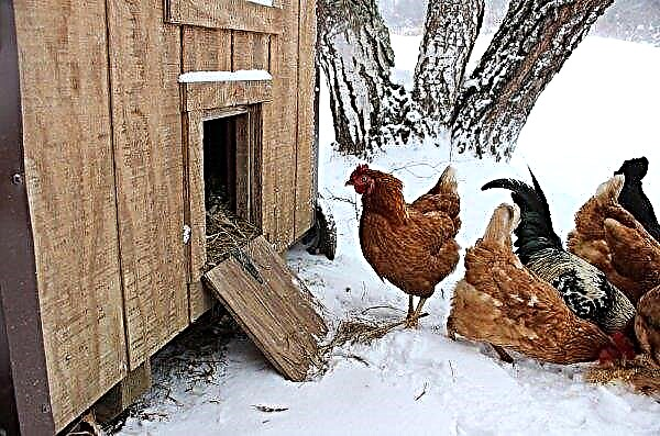Kandungan ayam pada musim sejuk di pondok: ciri pembiakan dan pemeliharaan, peraturan penjagaan dan makan