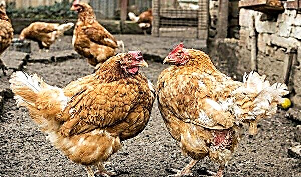 Pourquoi les poulets domestiques meurent (adultes, jeunes): quel type de maladie, autres causes possibles, que faire