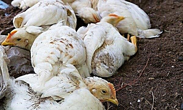 Phoenix chickens: description of the breed of chickens, egg production and appearance of the bird, photo, video