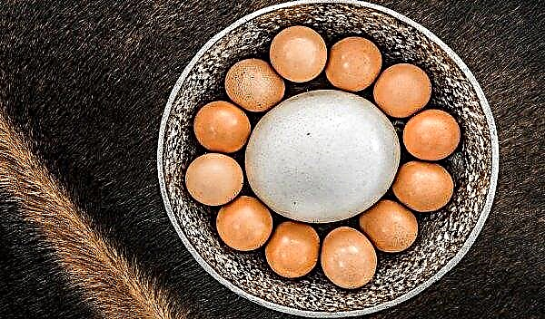 بيضة النعامة: الفوائد والمضار ، الحجم ، الوزن والطعم ، كيفية الطهي وكم الطهي ، الصورة