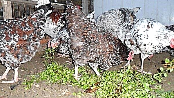 Liven chintz chickens: breed description, photos, characteristics