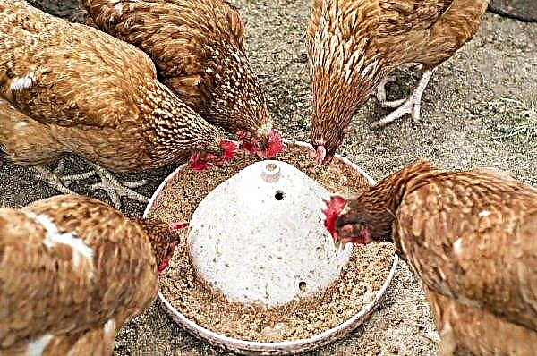 Combien d'œufs un poulet transporte par jour (à la maison, dans une ferme avicole): à quelle fréquence, quand ils commencent à éclore, comment augmenter la production d'œufs