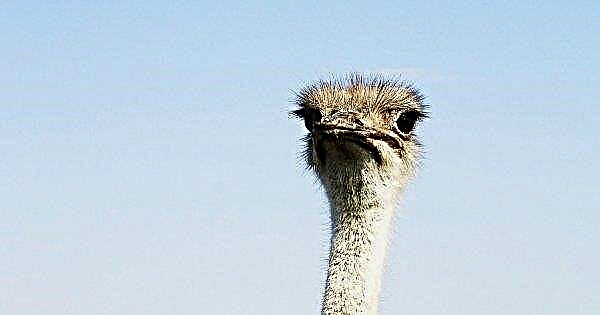 The average ostrich speed when running and what is the maximum in case of danger