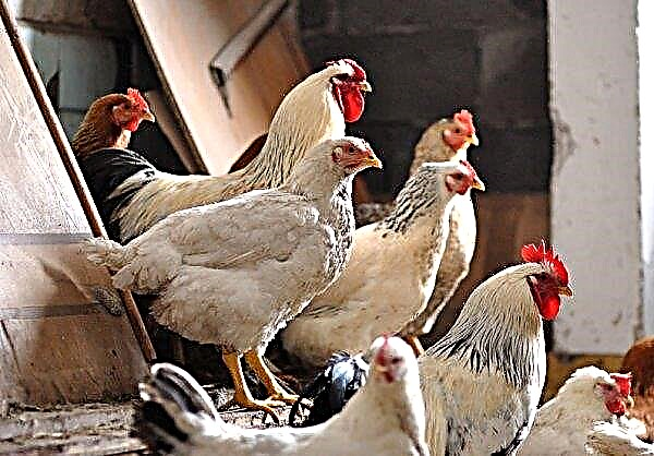 Hvorfor kyller kyllinger hverandre i blodet og hva de skal gjøre: hvordan behandle, forebyggende tiltak