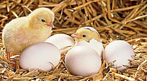 Incubateur "poule idéale" sur 63, 90, 104 œufs: mode d'emploi, température