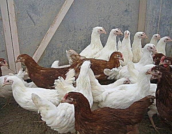 Ayam Highsex (coklat, putih): ciri-ciri merentas desa, keterangan dan gambar baka, pemeliharaan dan penjagaan, meletakkan telur, video