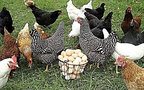 Vărsat în găini ouătoare: în câte zile durează, când începe, ce să dea, ce să hrănească, cum să grăbești, de ce nu îngrădire