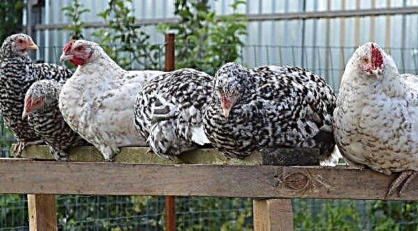 Ayam ras Pushkin - karakteristik, deskripsi, ulasan dengan foto