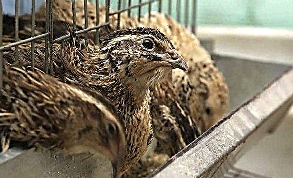 How to feed quail in the first days of life at home