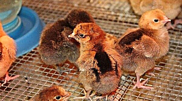 พันธุ์ Kuchinsky ของไก่: คำอธิบายภาพลักษณะการบำรุงรักษาและการดูแล