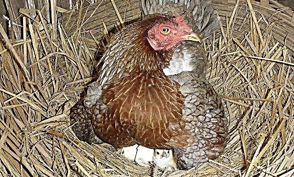 Jak dlouho kuře inkubuje vejce, než se objeví kuře: kolik vajíček inkubuje, jak se starat o slepici