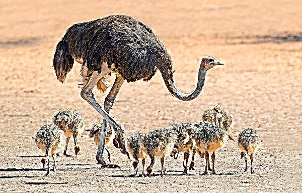 African ostrich: description, weight, height, photo