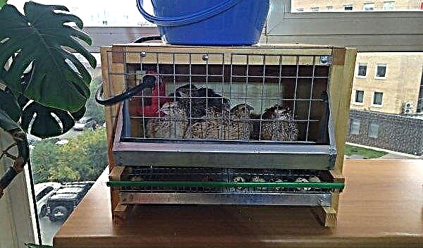 Quail in the apartment: odorless features, breeding conditions, tips for beginners