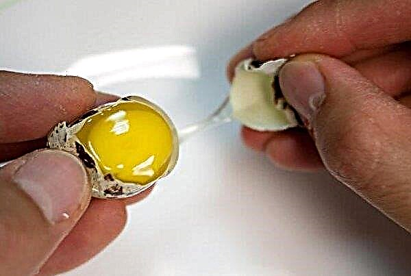 Ovos de codorna: os benefícios e danos ao corpo de homens, mulheres e crianças, calorias, como usar