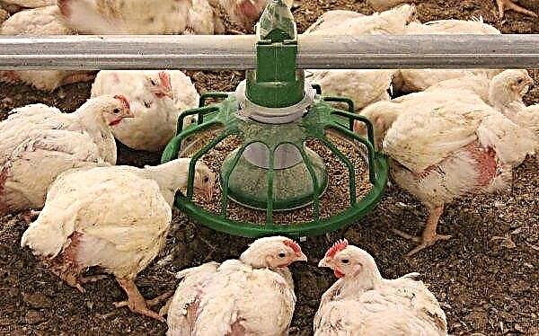 ¿Se apresuran las gallinas de engorde: cómo conseguir huevos de engorde en casa?