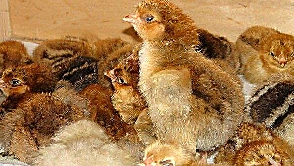 Redbro chickens: breed description, photo, characteristics, maintenance and care
