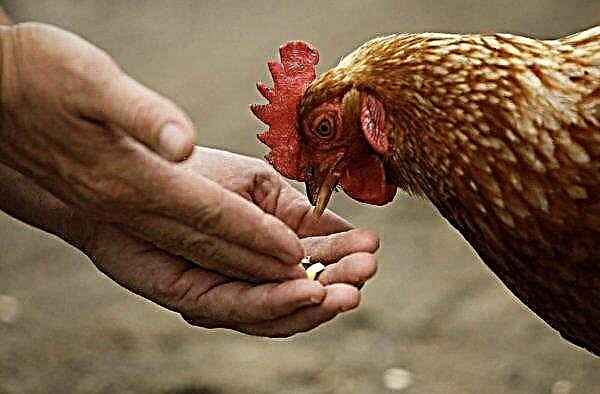 “Felucen” para galinhas: instruções de uso, uma visão geral da composição, como administrá-la em camadas