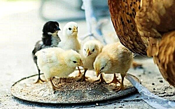 Пасмина пилића Велсумер: опис, фотографија, карактеристике, узгој и храњење