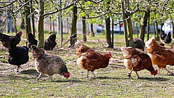 How and what is better to feed the laying hens at home