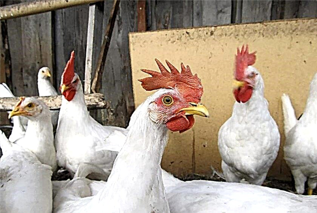 Breed telur ayam: deskripsi breed terbaik, foto