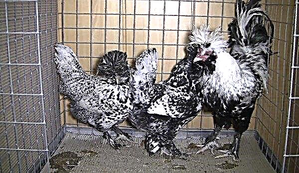 Pavlovskaya race de poulets: description et photo, caractéristiques, toutes les couleurs de plumage, en particulier la garde et l'alimentation
