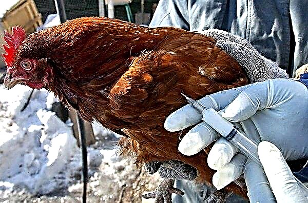 Pasteurellos hos kycklingar: orsaker till sjukdomens början, symtom, behandling och förebyggande, foto