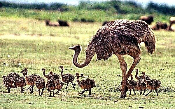 Emu Ostrich Australian: الوصف والوصف (الصور والصور) - الموائل - الميزات
