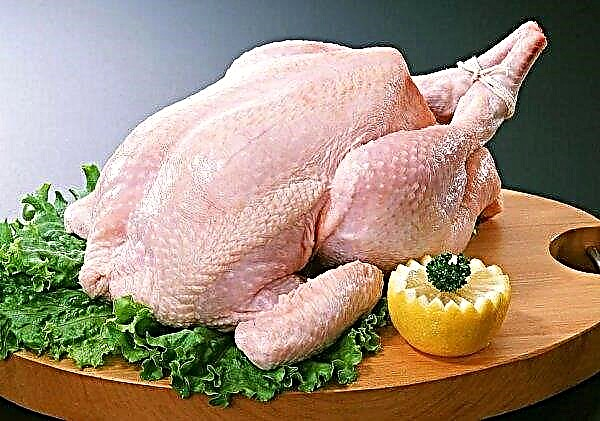 Daging ayam: kebaikan dan keburukan, komposisi, kalori